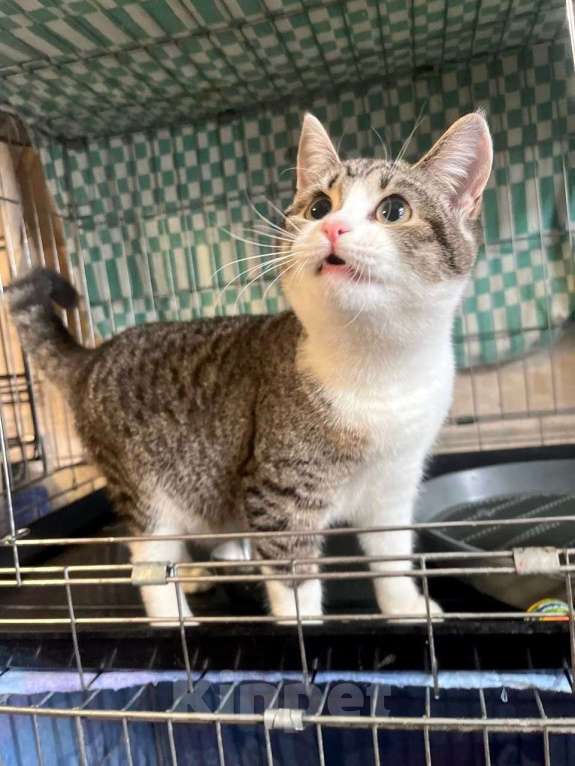 Кошки в Москве: Котёнок Твинки в добрые руки Девочка, Бесплатно - фото 6