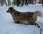 Собаки в Москве: Друга в добрые руки Мальчик, Бесплатно - фото 4