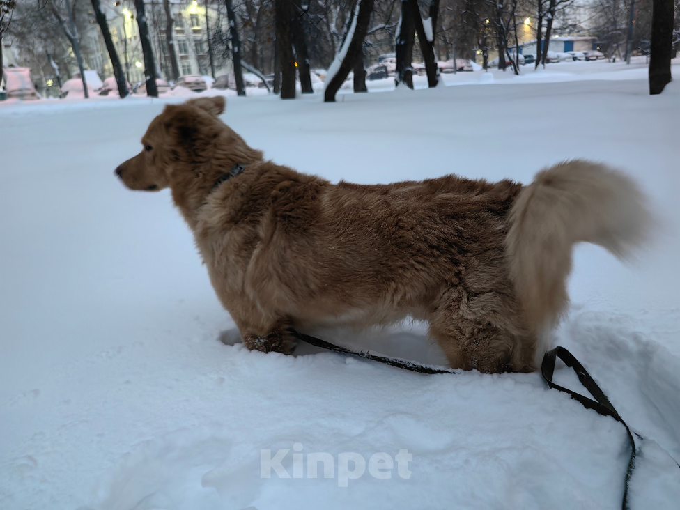 Собаки в Москве: Друга в добрые руки Мальчик, Бесплатно - фото 4