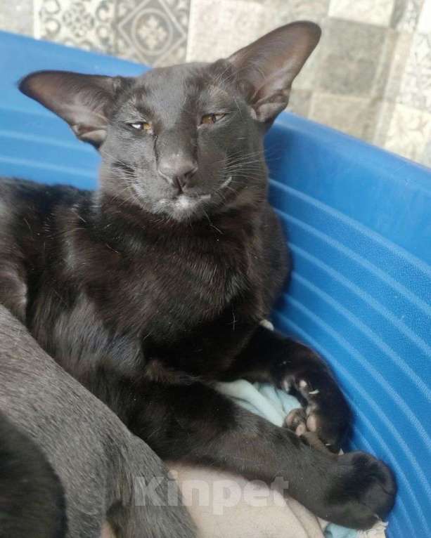 Кошки в Зеленоградске: черный орик Мальчик, 25 000 руб. - фото 2