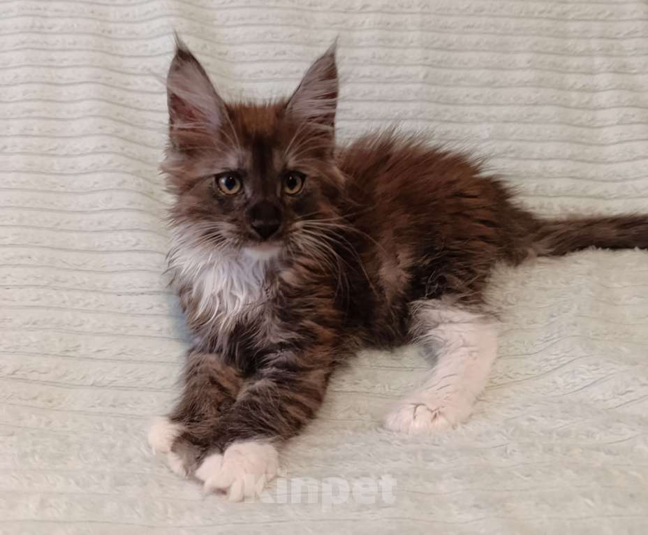 Кошки в Санкт-Петербурге: Мальчик полидакт Мальчик, 50 000 руб. - фото 7