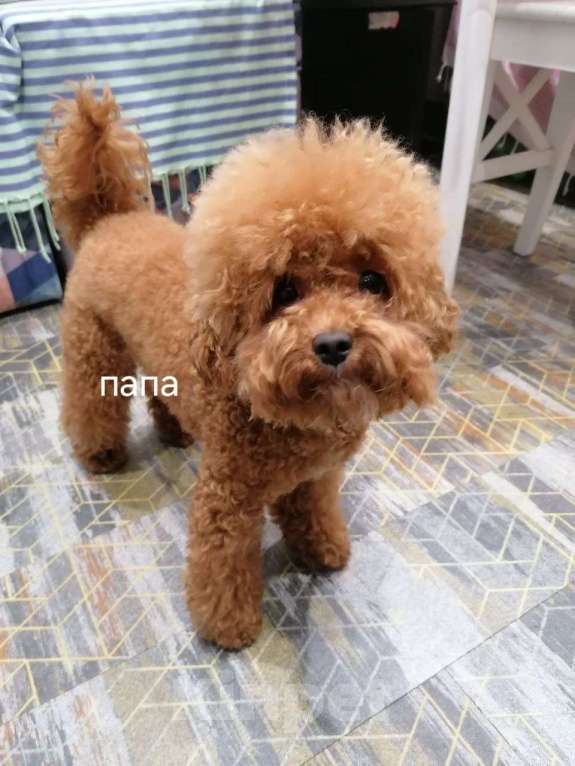 Собаки в других городах Московской области: Щенки той пудель Девочка, 40 000 руб. - фото 5