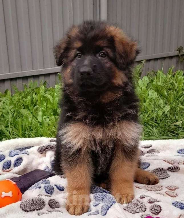 Собаки в Кирове: Немецкая овчарка дш Девочка, 45 000 руб. - фото 2