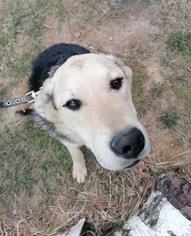 Собаки в Москве: Васко, плюшевый щенок Мальчик, Бесплатно - фото 2