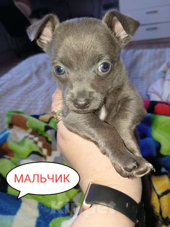 Собаки в Вышнем Волочке: Продам Щенков Разнополые, 17 000 руб. - фото 6