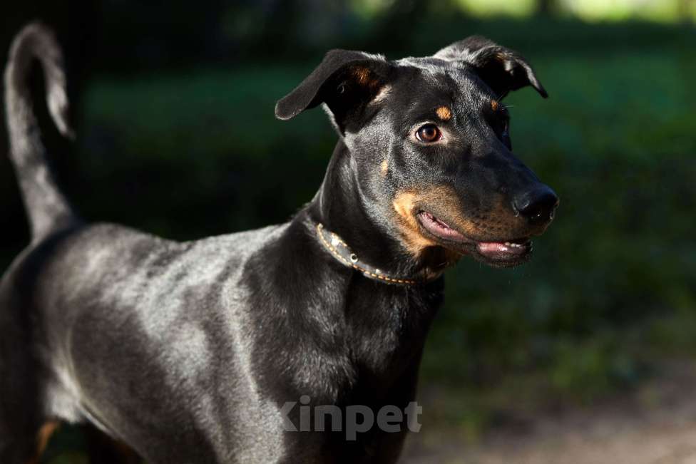 Собаки в Москве: Щенок добермана в добрые руки! Девочка, Бесплатно - фото 4