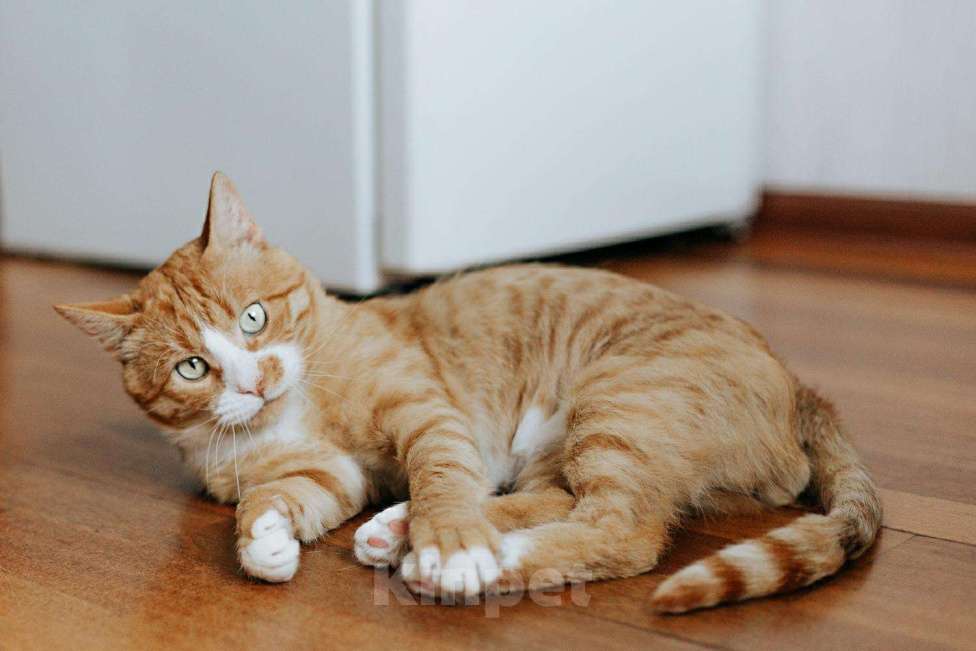 Кошки в Бологом: Кот Виконт, 55 руб. - фото 1