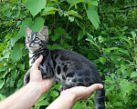 Кошки в других городах Новгородской области: Бенгальский котенок Девочка, 30 000 руб. - фото 1