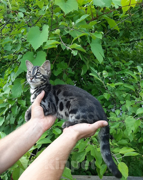 Кошки в других городах Новгородской области: Бенгальский котенок Девочка, 30 000 руб. - фото 1