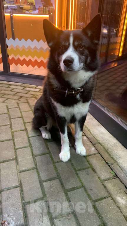 Собаки в Светлогорске: В Светлогорске Замечен пёс Черныш ? (возможно)  Мальчик, Бесплатно - фото 2