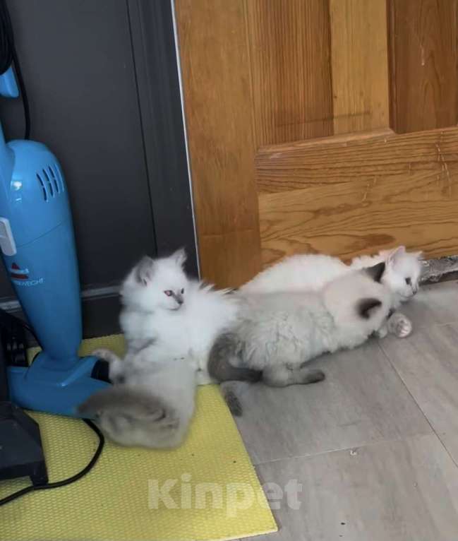 Кошки в Уфе: Рэгдолл  Девочка, 35 000 руб. - фото 1