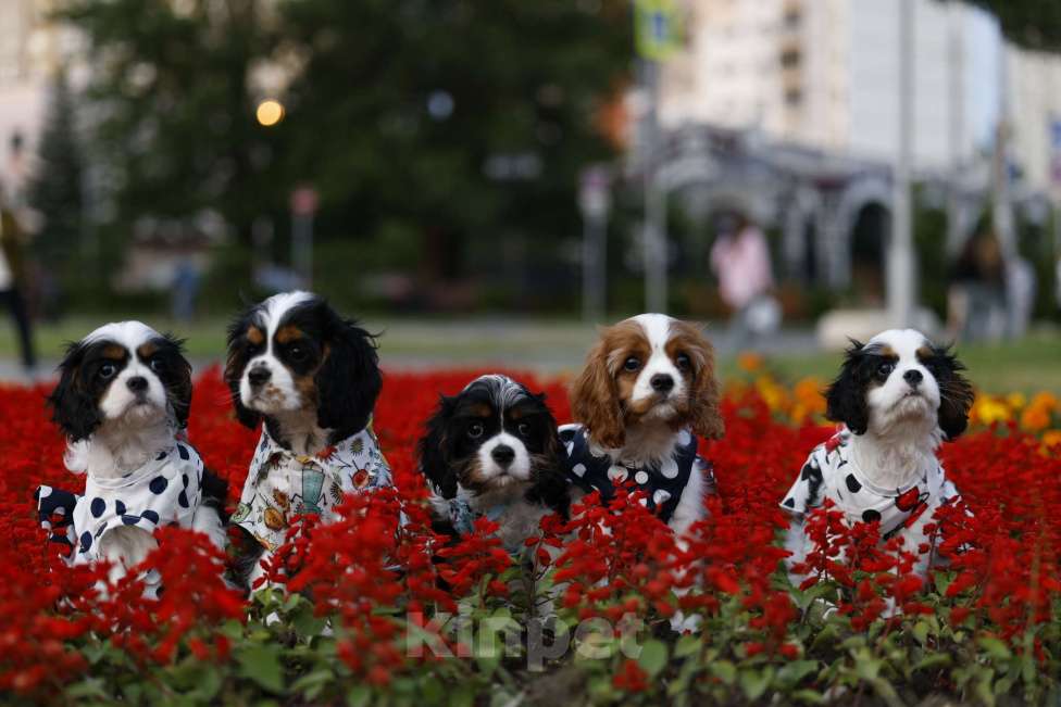 Собаки в Москве: Анса Перл Нуар Девочка, 90 000 руб. - фото 7
