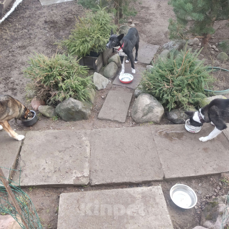 Собаки в Санкт-Петербурге: В добрые руки Мальчик, Бесплатно - фото 4