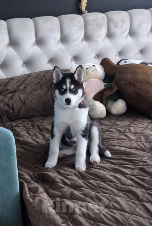 Собаки в других городах Свердловской области: Продам девочку щенка Девочка, 10 000 руб. - фото 1