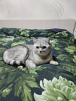 Пропал кот