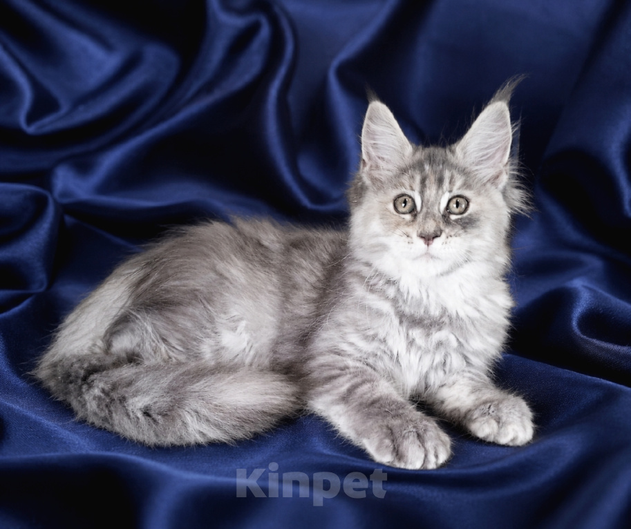 Кошки в Владимире: Мейн-кун девочка - голубокремовая черепашка Девочка, 55 000 руб. - фото 2