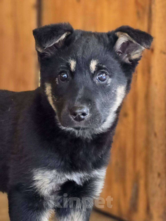 Собаки в Москве: Щенок Дана ищет дом Девочка, Бесплатно - фото 5