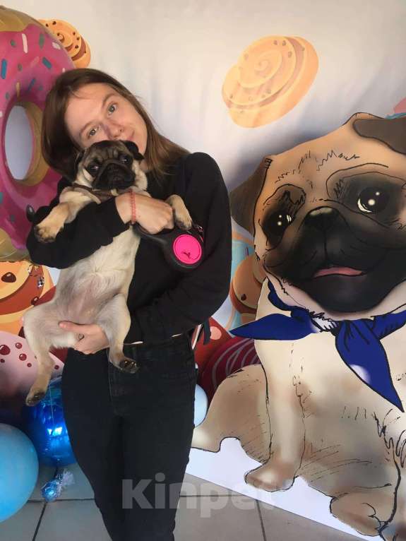 Собаки в Москве: Шарли Шеннон Мальчик, 85 000 руб. - фото 8