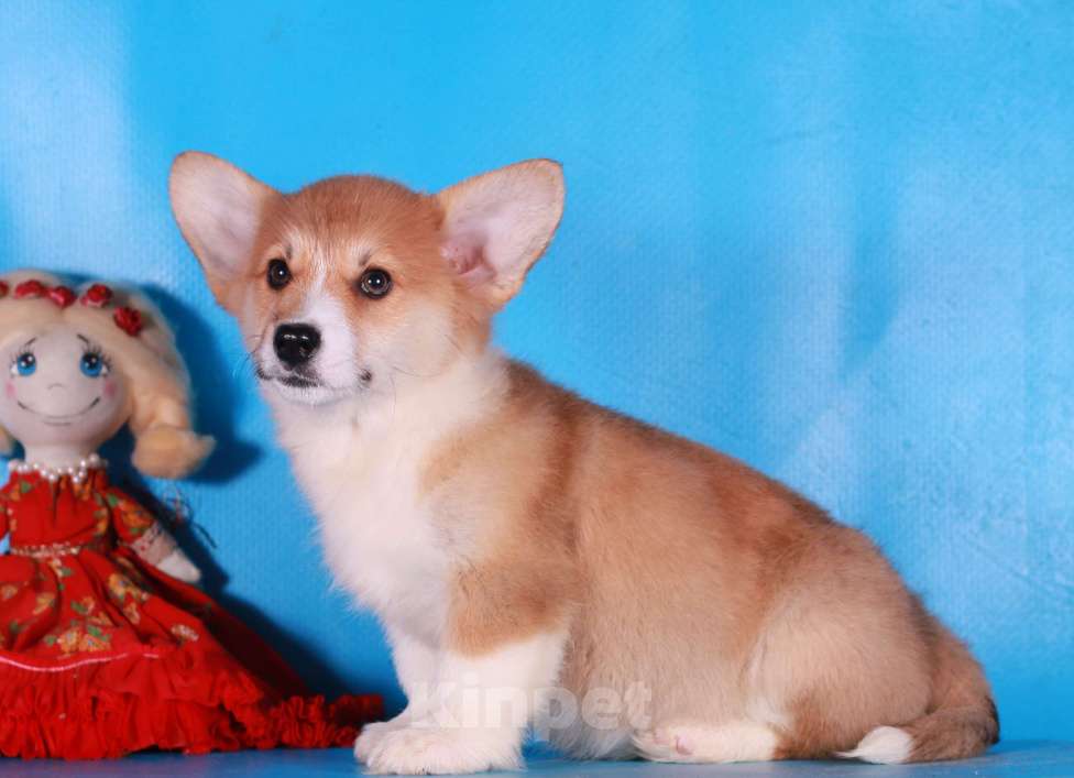 Собаки в Москве: вельш корги пемброк щенки Девочка, 80 000 руб. - фото 9