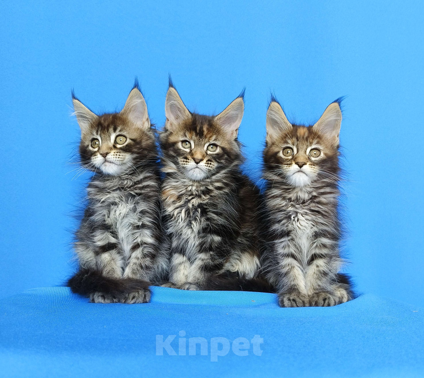 Кошки в Москве: Котята Мейн-Кун Девочки Девочка, 50 000 руб. - фото 3