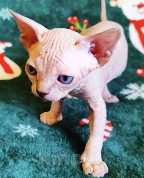 Кошки в Москве: Топовая девочка канадского сфинкса Девочка, 50 000 руб. - фото 3