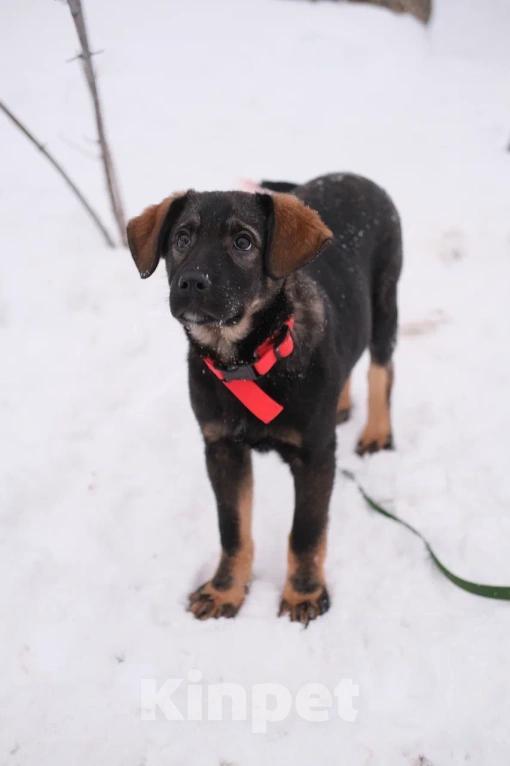 Собаки в Москве: Щенок девочка в добрые  Девочка, Бесплатно - фото 3