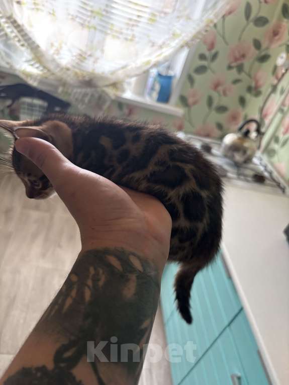 Кошки в других городах Саратовской области: Мальчик Мальчик, 10 000 руб. - фото 5