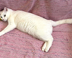 Кошки в Санкт-Петербурге: Белая кошка единственным питомцем Девочка, Бесплатно - фото 2