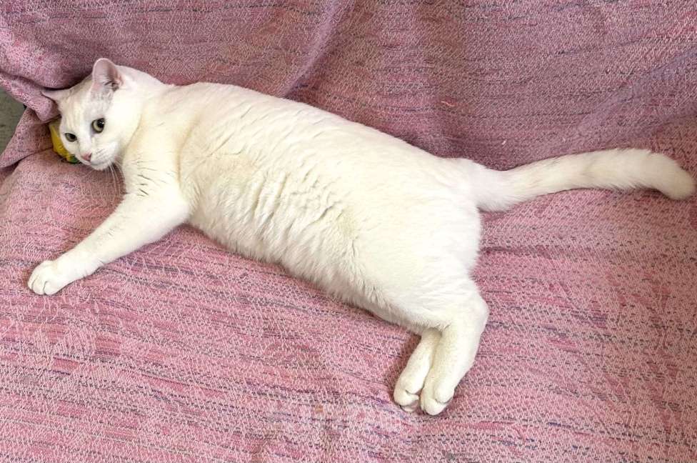 Кошки в Санкт-Петербурге: Белая кошка единственным питомцем Девочка, Бесплатно - фото 2