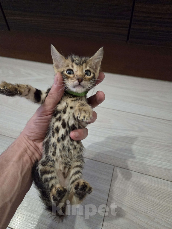 Кошки в Красногорске: Бенгалята Мальчик, 35 000 руб. - фото 8