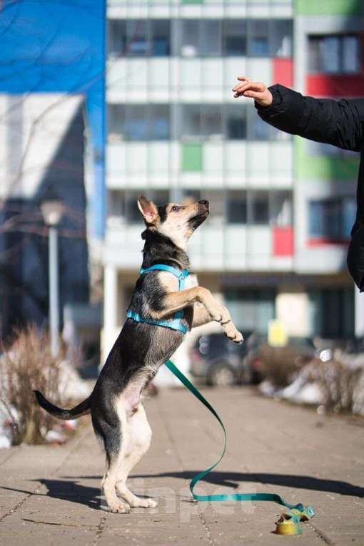 Собаки в Москве: Альмондо Мальчик, Бесплатно - фото 3