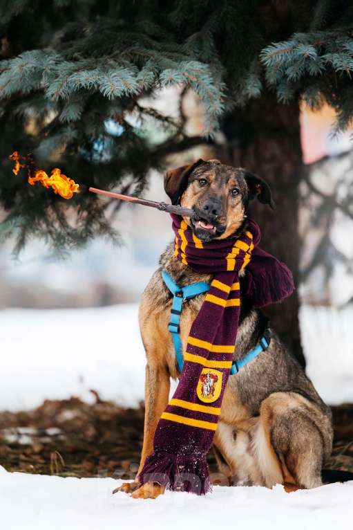 Собаки в Москве: Волшебный Ирвин ищет дом Мальчик, Бесплатно - фото 4