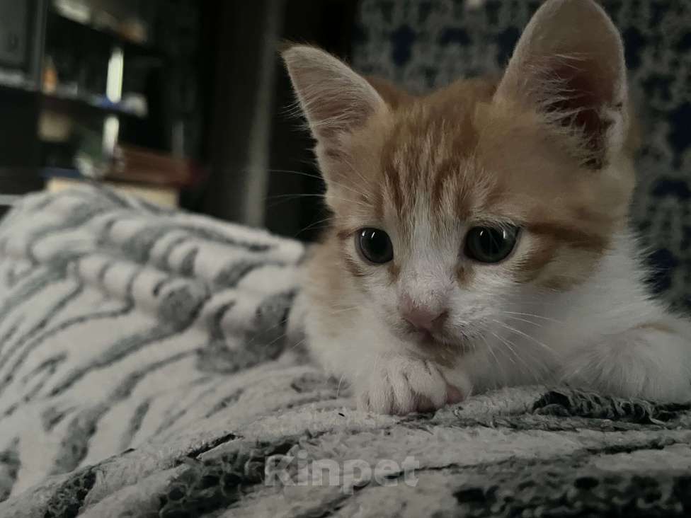 Кошки в Курске: Кот 2 Мальчик, 1 руб. - фото 2