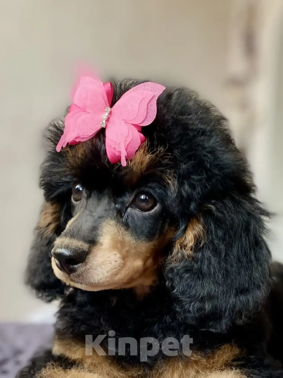 Собаки в Москве: Пудель мини Девочка, 130 000 руб. - фото 2