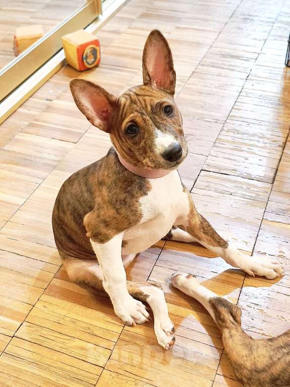 Собаки в Архангельске: Щенок басенджи Девочка, 60 000 руб. - фото 6