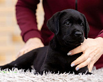 Собаки в других городах Московской области: Черные и коричневые щенки Лабрадора Девочка, 80 000 руб. - фото 7