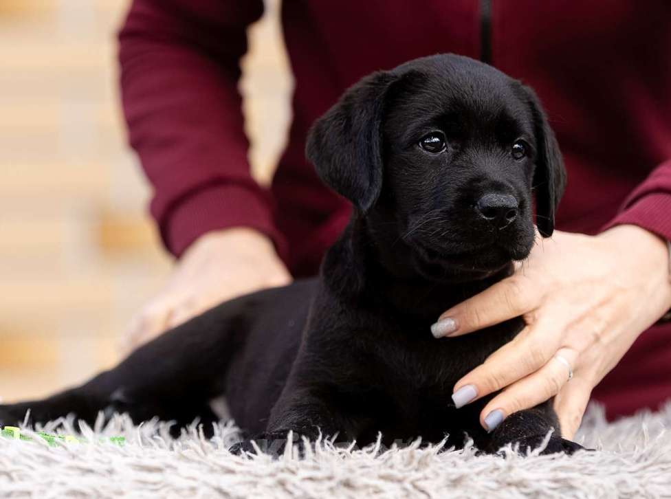 Собаки в других городах Московской области: Черные и коричневые щенки Лабрадора Девочка, 80 000 руб. - фото 7