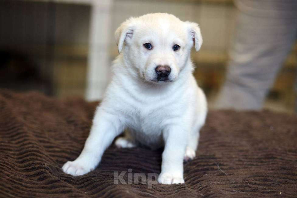 Собаки в Красногорске: Щенок Хан 1,5 месяца ждет свою семью  Мальчик, Бесплатно - фото 2