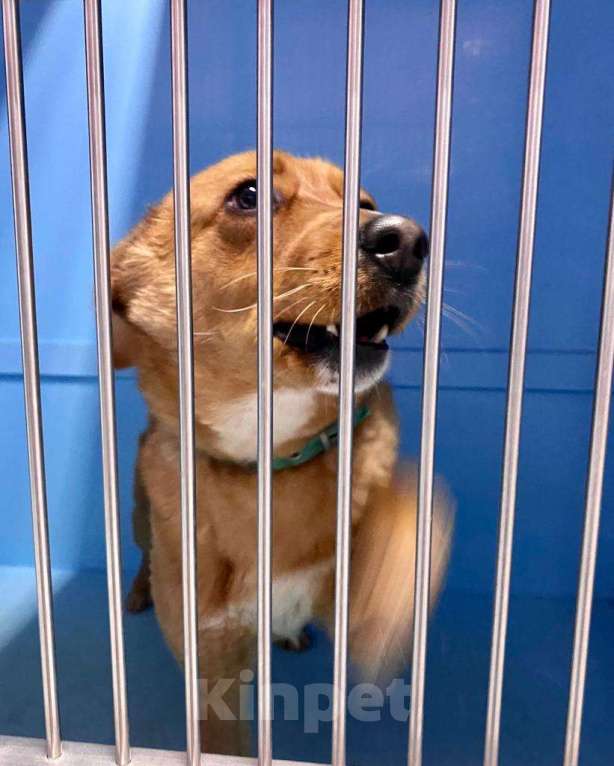 Собаки в Москве: У Тошки осталось только 3 дня Мальчик, Бесплатно - фото 3