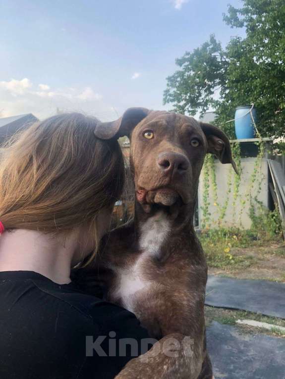 Собаки в Шахте: Питбуль девочки  Девочка, 20 000 руб. - фото 6