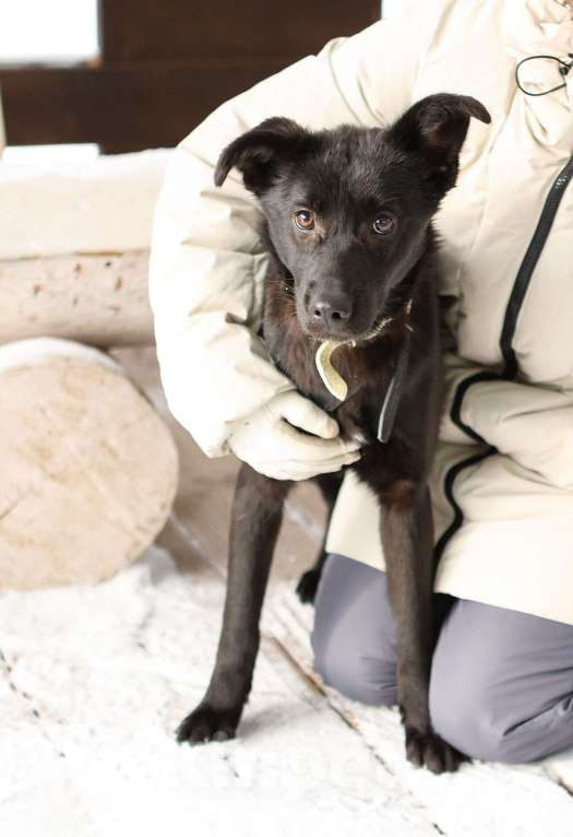 Собаки в Москве: Черный щенок Асти в дар Девочка, Бесплатно - фото 6