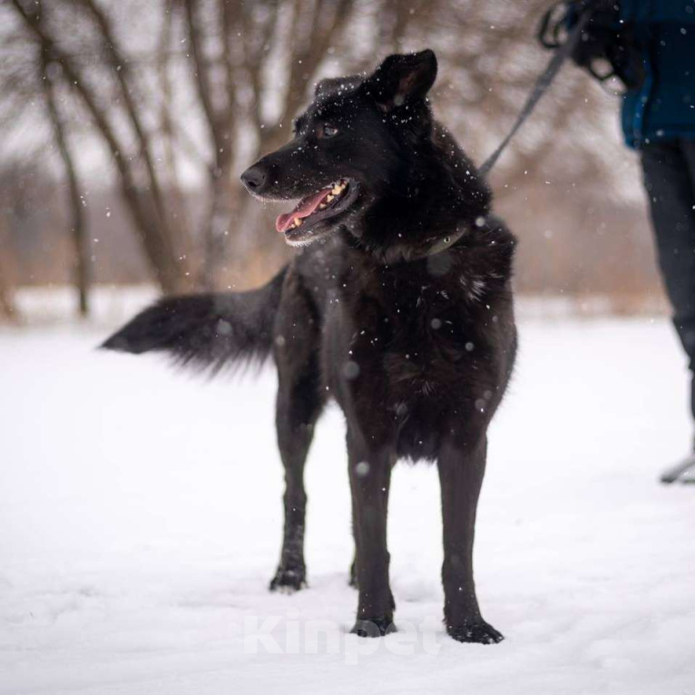 Собаки в Москве: Дени Девочка, Бесплатно - фото 3