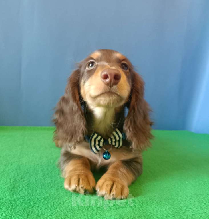 Собаки в Санкт-Петербурге: щенок длинношерстной мини таксы Мальчик, Бесплатно - фото 4