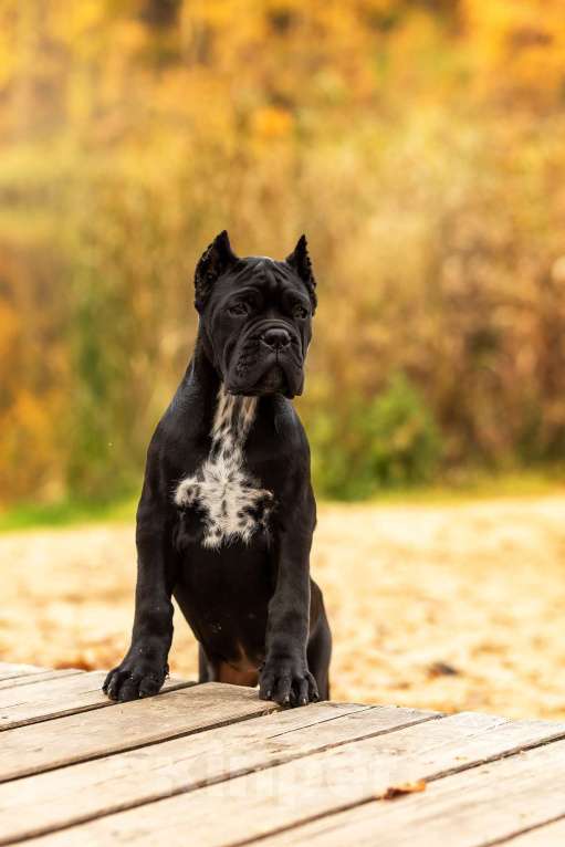 Собаки в Нижнем Новгороде: щенок кане корсо Девочка, 100 000 руб. - фото 1