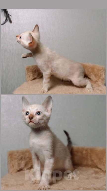 Кошки в Санкт-Петербурге: Бенгальские котята шоу класса  Девочка, Бесплатно - фото 2