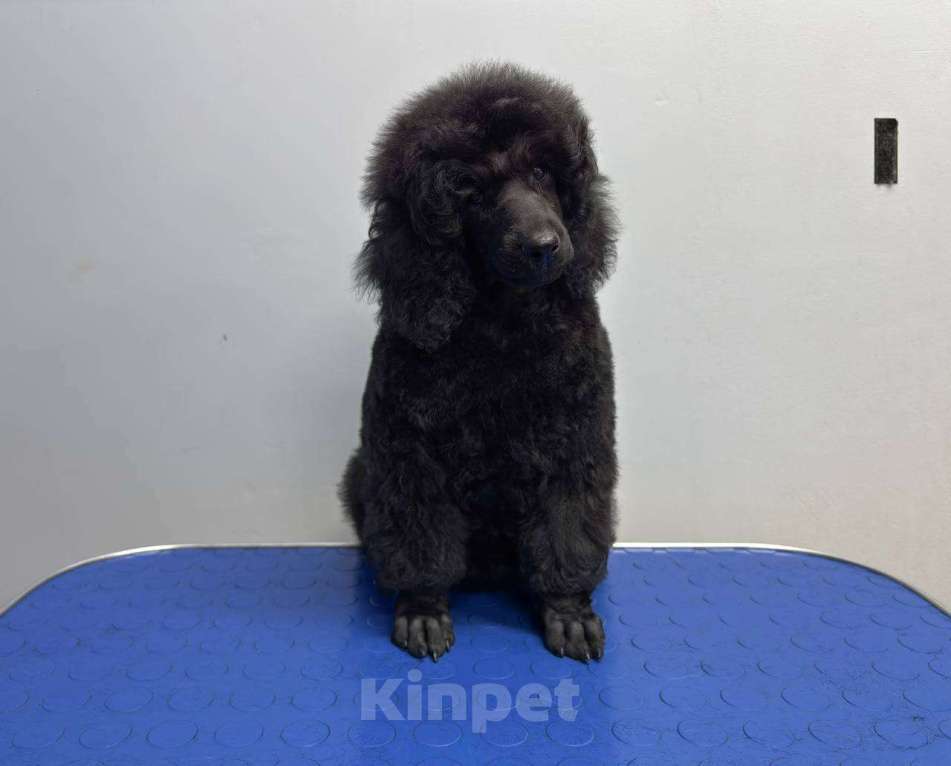 Собаки в Москве: Щенки Малого Пуделя Девочка, 90 000 руб. - фото 3