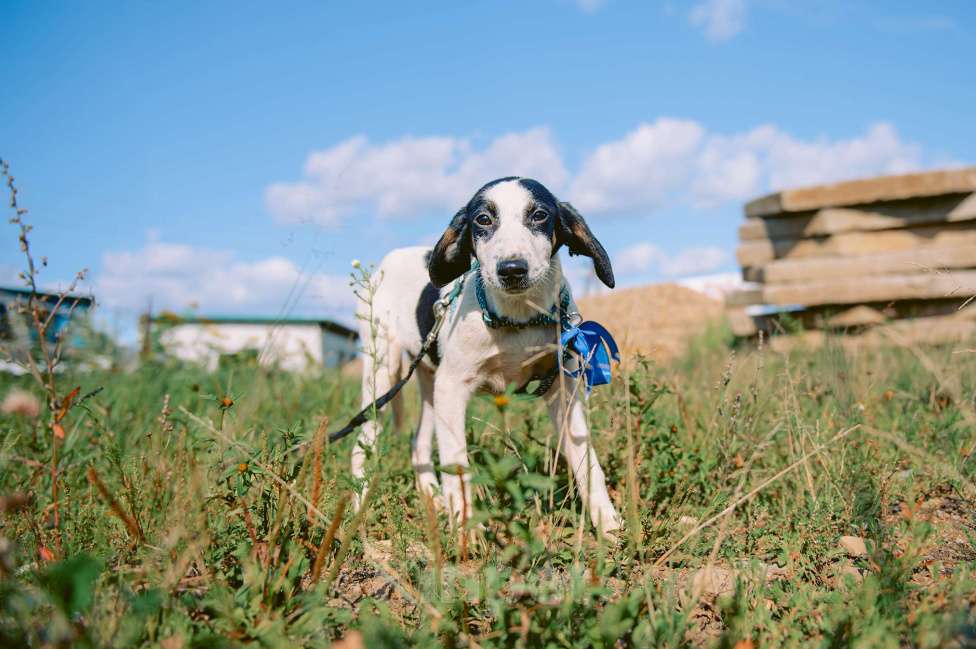 Собаки в Москве: Тимьян Мальчик, Бесплатно - фото 5