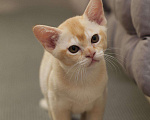 Кошки в Асбесте: Котята Европейской Бурмы, 60 000 руб. - фото 4