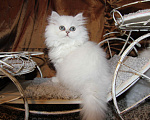 Кошки в Москве: Персидский котенок Стелла Белль DM Девочка, 1 руб. - фото 2