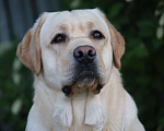 Собаки в Самаре: Брутальный лабрадор для вязки Мальчик, 30 руб. - фото 4